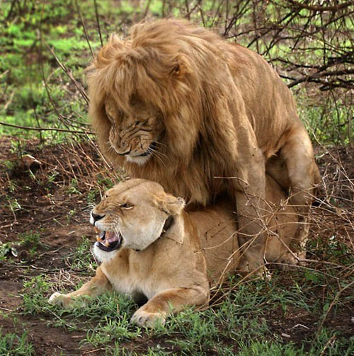 【社会】<b>動物園</b>飼育員、ライオンに十数か所かまれ負傷 - 福岡