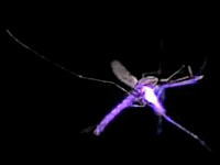 蚊　兵器　レーザー　打ち落とす　照射　虫　害虫
