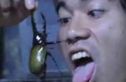 虫　食べる　食虫　カブトムシ　ムカデ