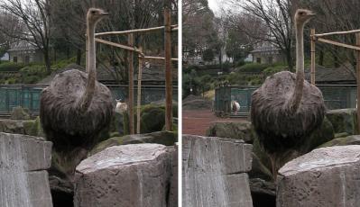 ダチョウ 平行法ステレオ立体３Ｄ写真