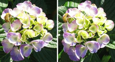 紫陽花とミツバチ 平行法3D立体ステレオ写真