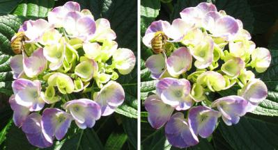 紫陽花とミツバチ 交差法3Dステレオ立体写真