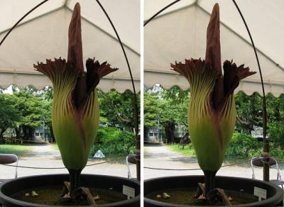 世界最大ショクダイオオコンニャクの花 交差法3Dステレオ立体写真
