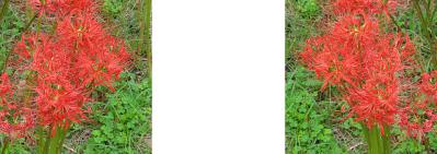 ヒガンバナ(彼岸花) ミラー法ステレオ立体３Ｄ写真