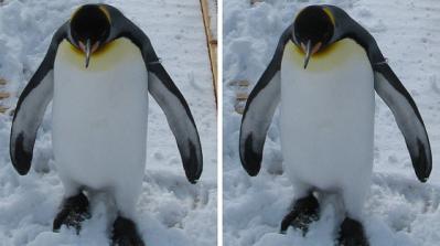 キングペンギン 平行法3Dステレオ立体写真