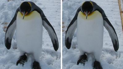 キングペンギン 交差法3Dステレオ立体写真
