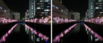 目黒川イルミネーション冬の桜 平行法3Dステレオ立体写真