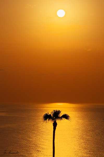 夕日と椰子の木（大浜）