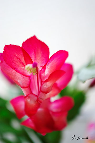 シャコバサボテンの花
