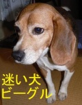 【岡山】迷い犬・ビーグル