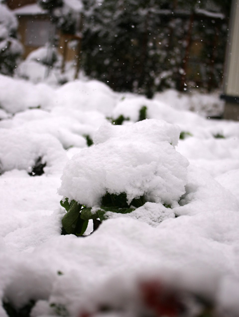湯沢市の初雪