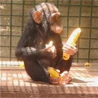 猿バナナ