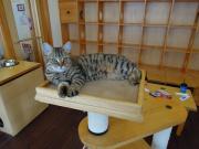 猫カフェ:キャットテイル タワーのショコラ。 photo:11.12.23