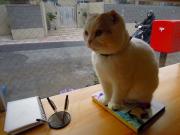 猫カフェ:キャットテイル おすましマロン。 photo:11.12.23