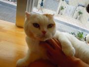 猫カフェ:キャットテイル マロン胸なで。 photo:11.12.23