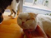 猫カフェ:キャットテイル マロンあごなで。 photo:11.12.23