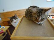 猫カフェ:キャットテイル タワーのショコラとナッツ。 photo:11.12.23
