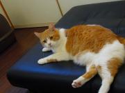 猫カフェ:キャットテイル ソファーとマンタ。 photo:11.12.23