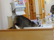 猫カフェ:キャットテイル 手洗い場にメイビー。 photo:11.12.23