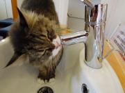 猫カフェ:キャットテイル 水飲みメイビー。 photo:11.12.23