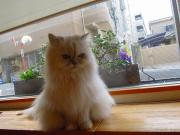 猫カフェ:キャットテイル 花とファビ。 photo:11.12.23