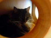 猫カフェ:キャットテイル シロンお篭り中。 photo:11.12.23