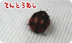 てんとう虫＠宝塚ガーデンフィールズ
