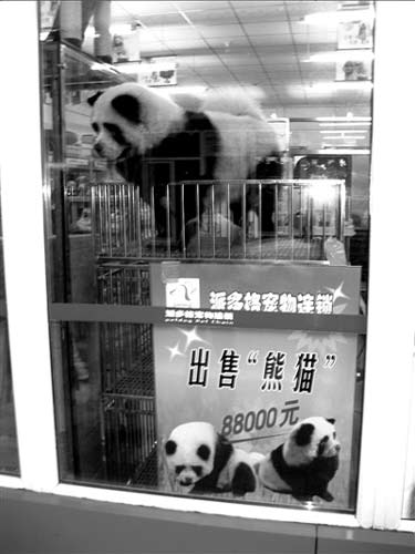 パンダ（熊猫）貸し出します