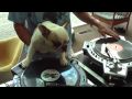 DJ MAMA scratch DUET DJ doggy scratching french bulldog hip hop