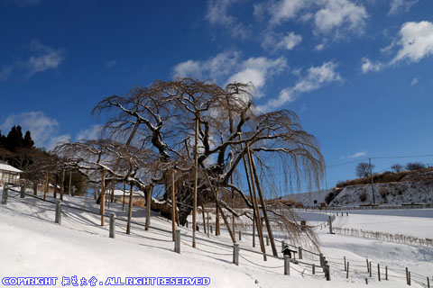 三春滝桜の雪景色