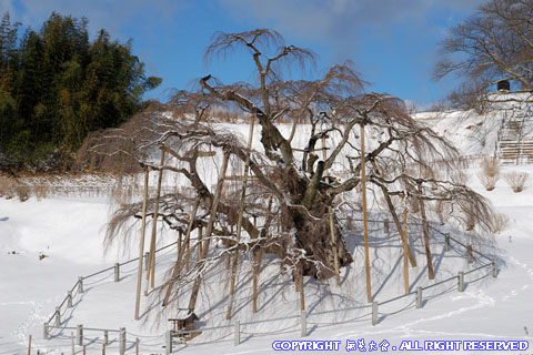 三春滝桜の雪景色