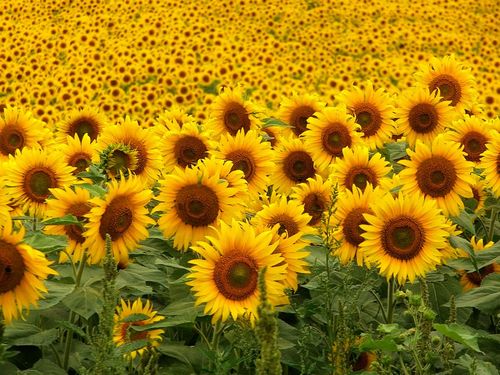sunflower_03.jpg