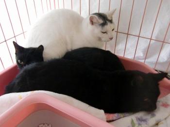 2009年１１月１６日捨て猫６匹保護　猫博駐車場に朝置き去りにされていた。
