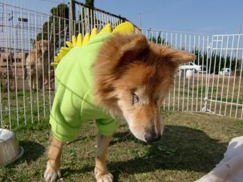 09年12月サンちゃん　 2009年8月25日に車にひかれて瀕死の犬を保護。翌日から館山動物病院に入院