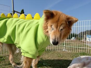 09年12月サンちゃん　 2009年8月25日に車にひかれて瀕死の犬を保護。翌日から館山動物病院に入院