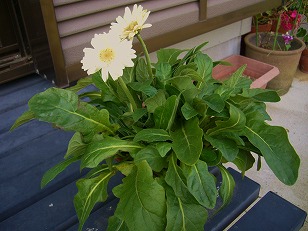 季節のガーデニング ガーベラの育て方 １ 鉢 花壇 切り花でも人気