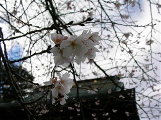 0912竹駒神社桜4