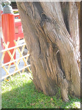 八幡宮の樹