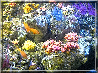 江ノ島珊瑚