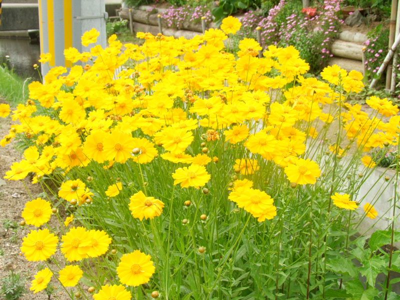 好き嫌いが分かれる6月の黄色い花 岩沼物語