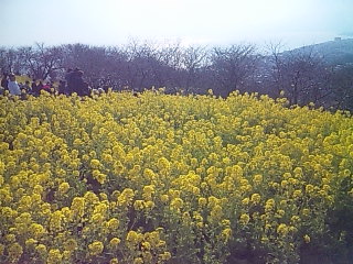吾妻山菜の花