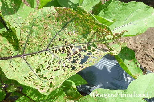 ナス科植物の害虫 テントウムシダマシ 鹿児島の食育 農業 自然 歴史 観光 見聞録