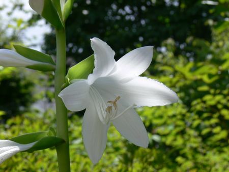 ギボウシの白花