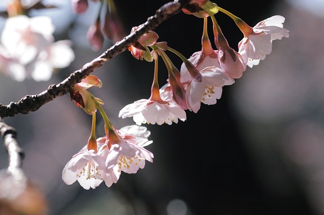 日本庭園の寒桜