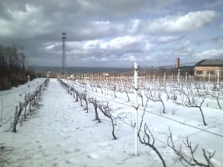 2010-winery001.jpg