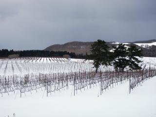 2010-winery003.jpg