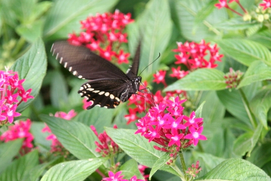 沖縄の花と蝶