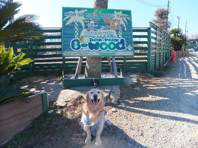 DOG PARK B-Wood