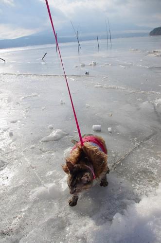 山中湖が凍っています！03