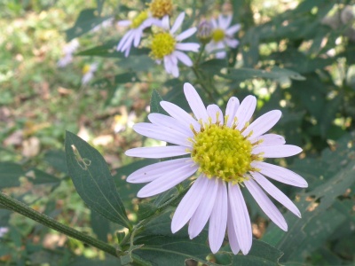 PA180166ノギクZoom_400.jpg